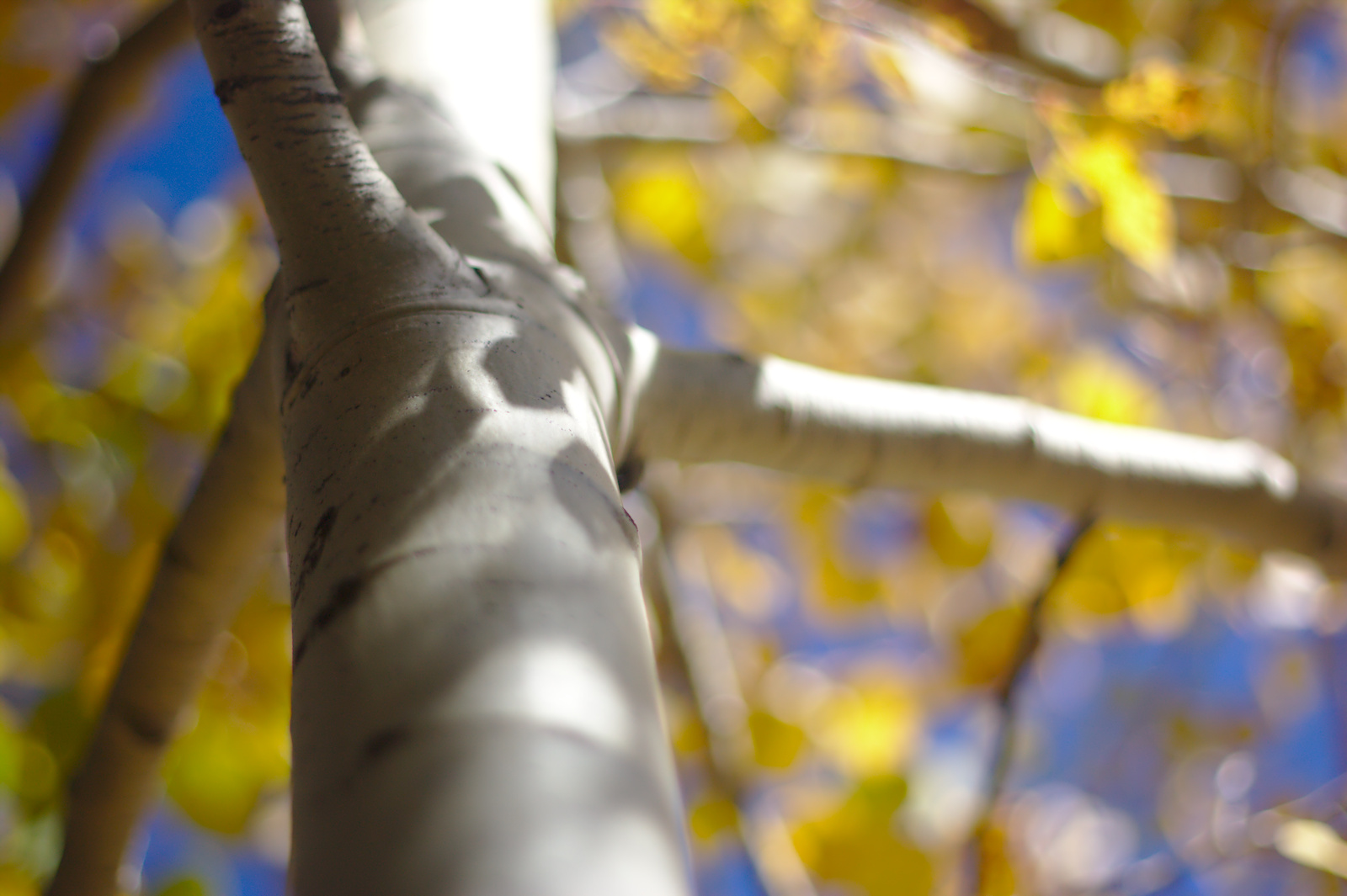 Fall Yellow